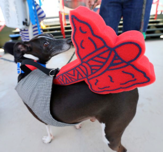 Illustration for article titled Here's A Dog Dressed As A Hot Dog, Eating A Hot Dog